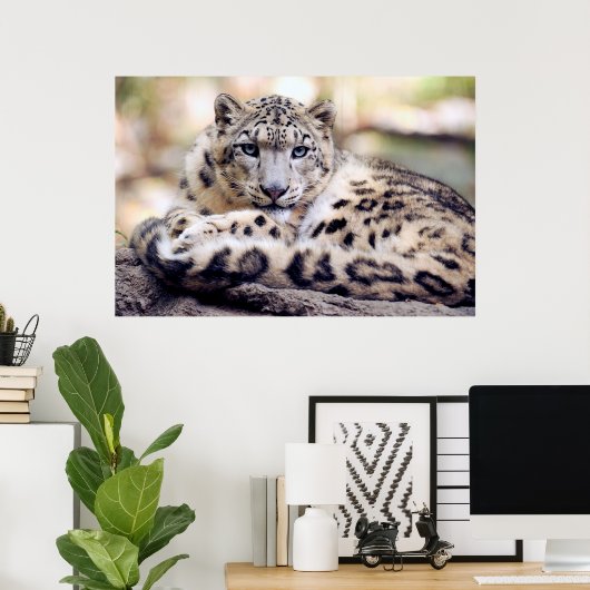 Snow leopard poster ポスター (ホームオフィス)