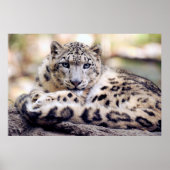 Snow leopard poster ポスター (正面)