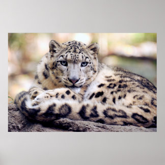 Snow leopard poster ポスター