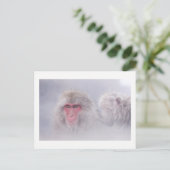 Snow Monkey Japan写真 ポストカード (スタンド正面)