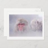 Snow Monkey Japan写真 ポストカード (正面/裏面)