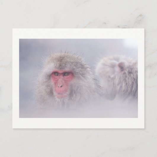Snow Monkey Japan写真 ポストカード (正面)