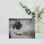 Snow Slush CC0381猫想 ポストカード (スタンド正面)