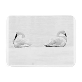 Snow Swans for Nature's Perspectives 2026 Calendar マグネット
