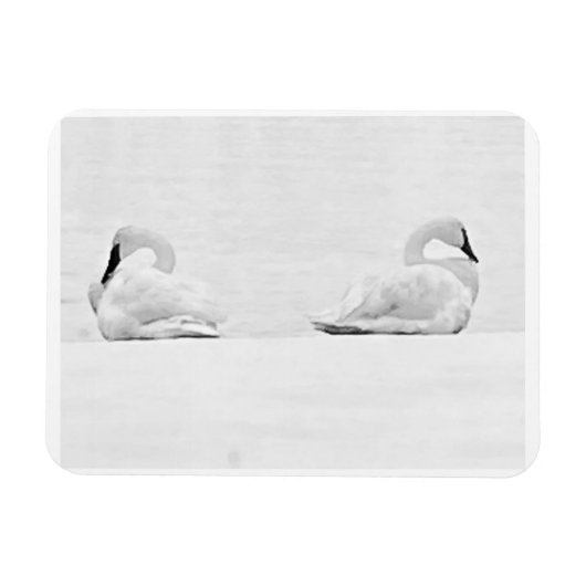 Snow Swans for Nature's Perspectives 2026 Calendar マグネット (横)