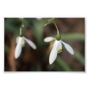 Snowdropの花 フォトプリント