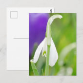 Snowdropはがき ポストカード (正面/裏面)