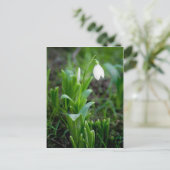 Snowdropはがき | Postkarte Schneegloeckchen ポストカード (スタンド正面)