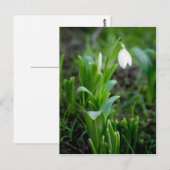 Snowdropはがき | Postkarte Schneegloeckchen ポストカード (正面/裏面)