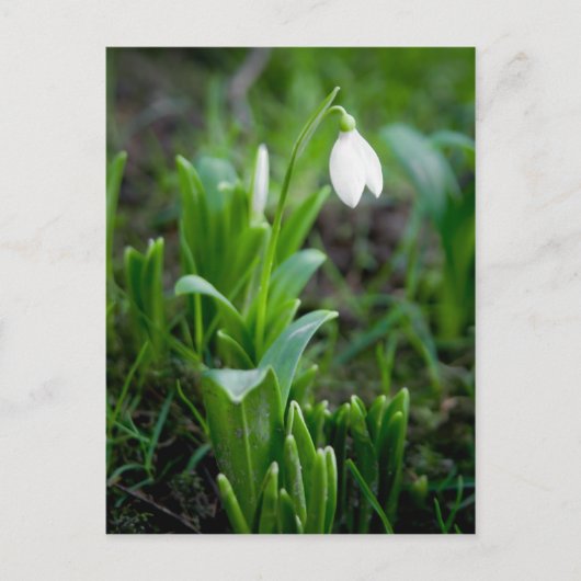 Snowdropはがき | Postkarte Schneegloeckchen ポストカード (正面)
