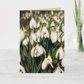 Snowdropカード カード (正面)