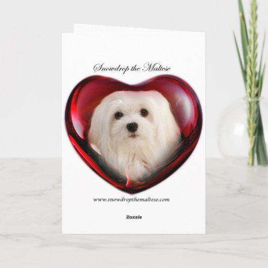 Snowdropマルタのハロウィンの挨拶状 カード (裏面)