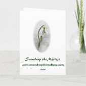 Snowdropマルタの挨拶状 カード (裏面)