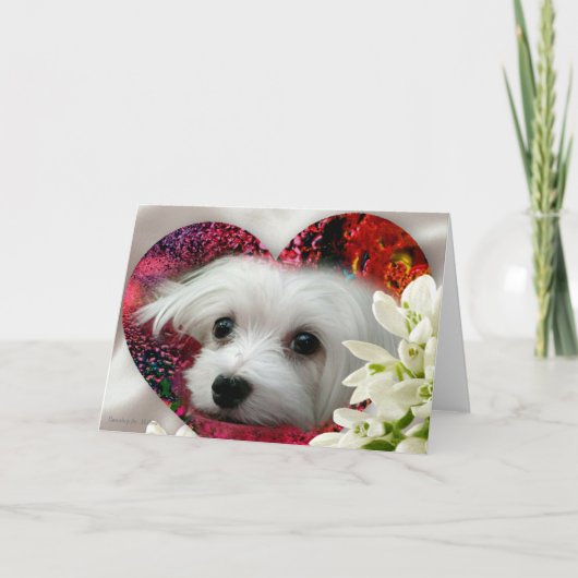 Snowdropマルタの空白のな挨拶状 カード (正面)