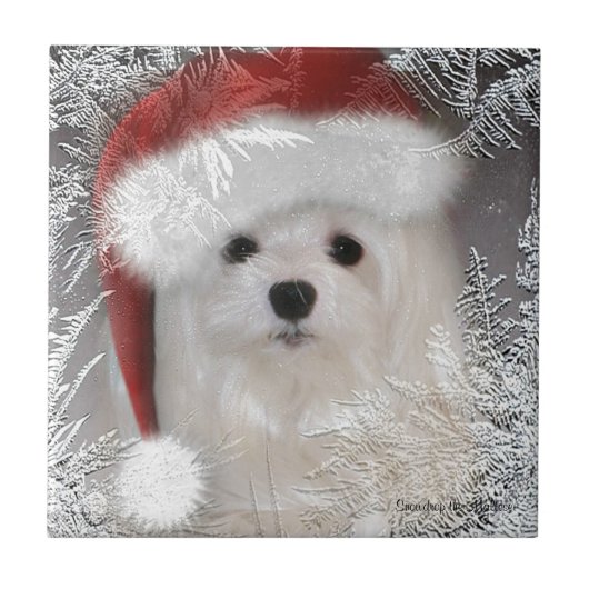 Snowdropマルタの装飾的なセラミックタイル タイル (正面)