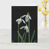 Snowdropsの挨拶状 カード (黄色い花)