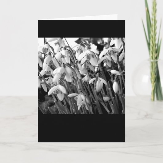 Snowdrops カード (正面)