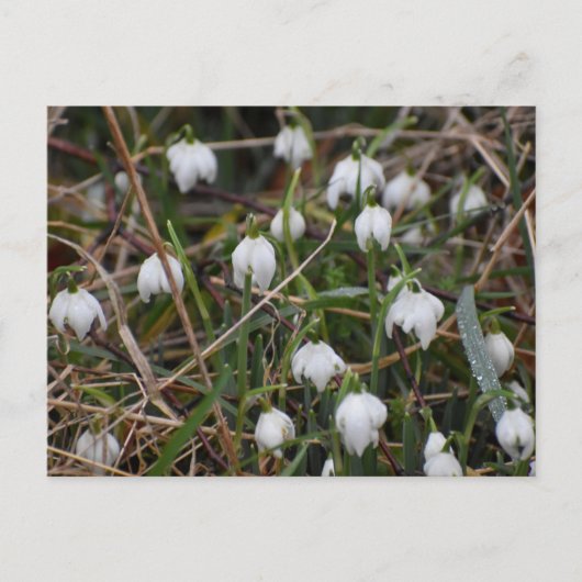 Snowdrops ポストカード (正面)