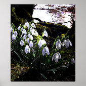 Snowdrops by River Hafren Print ポスター (正面)