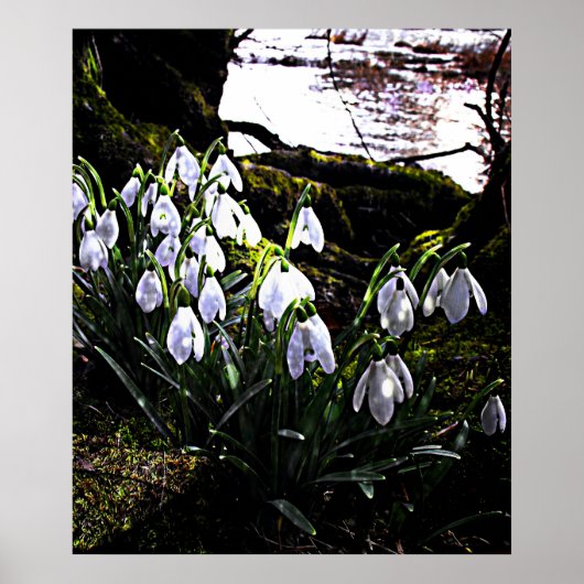 Snowdrops by River Hafren Print ポスター (正面)