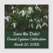 Snowdrops I (Galanthus)白い春の花 (正面)