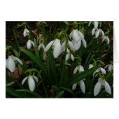 Snowdrops I (Galanthus)白い春の花 (正面横)