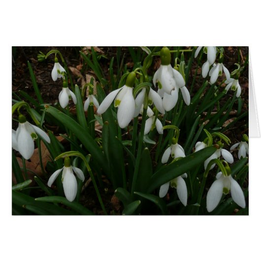 Snowdrops I (Galanthus)白い春の花 (正面横)