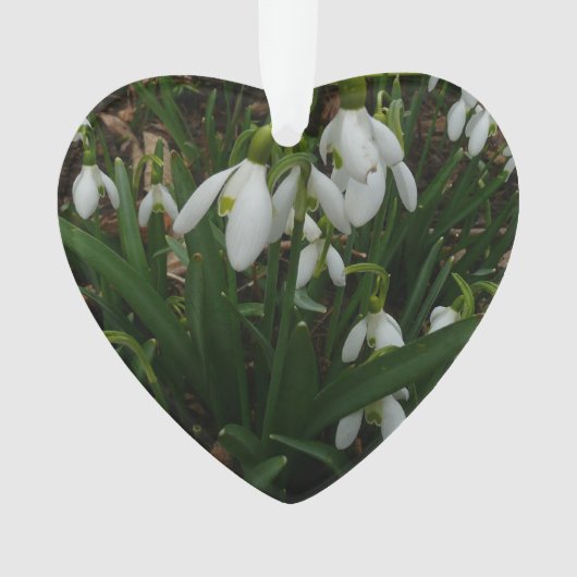 Snowdrops I (Galanthus)白い春の花 オーナメント (正面)