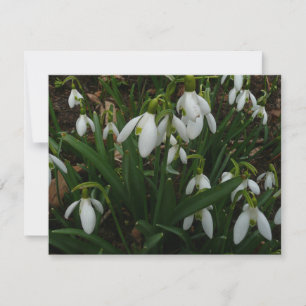 Snowdrops I (Galanthus)白い春の花 カード