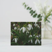 Snowdrops I (Galanthus)白い春の花 カード (スタンド正面)