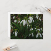 Snowdrops I (Galanthus)白い春の花 カード (正面/裏面インサイチュ)