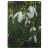 Snowdrops I (Galanthus)白い春の花 クリップボード (裏面)