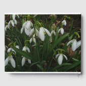 Snowdrops I (Galanthus)白い春の花 ゲストブック (裏面)