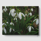 Snowdrops I (Galanthus)白い春の花 ゲストブック (裏面)