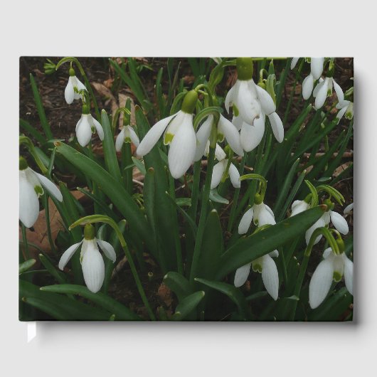 Snowdrops I (Galanthus)白い春の花 ゲストブック (正面)