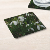 Snowdrops I (Galanthus)白い春の花 スクエアペーパーコースター (アングル)