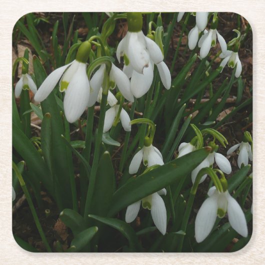 Snowdrops I (Galanthus)白い春の花 スクエアペーパーコースター (正面)
