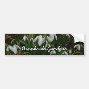 Snowdrops I (Galanthus)白い春の花 バンパーステッカー