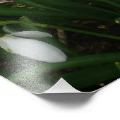 Snowdrops I (Galanthus)白い春の花 フォトプリント (角)