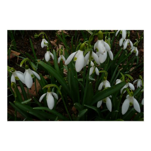 Snowdrops I (Galanthus)白い春の花 ポスター (正面)