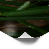 Snowdrops I (Galanthus)白い春の花 ポスター (コーナー)