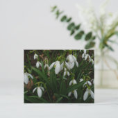 Snowdrops I (Galanthus)白い春の花 ポストカード (スタンド正面)