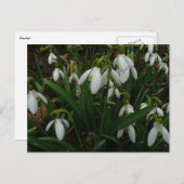 Snowdrops I (Galanthus)白い春の花 ポストカード (正面/裏面)