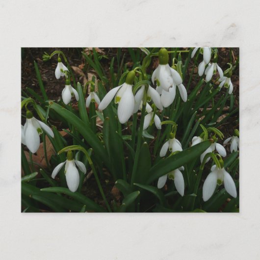 Snowdrops I (Galanthus)白い春の花 ポストカード (正面)