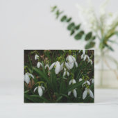 Snowdrops I (Galanthus)白い春の花 ポストカード (スタンド正面)