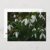 Snowdrops I (Galanthus)白い春の花 ポストカード (正面/裏面)