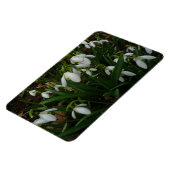 Snowdrops I (Galanthus)白い春の花 マグネット (左側)