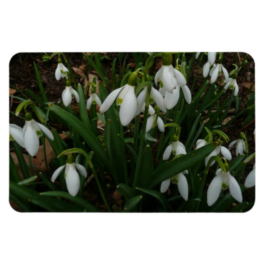 Snowdrops I (Galanthus)白い春の花 マグネット (横)
