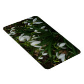 Snowdrops I (Galanthus)白い春の花 マグネット (右側)