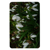 Snowdrops I (Galanthus)白い春の花 マグネット (縦)